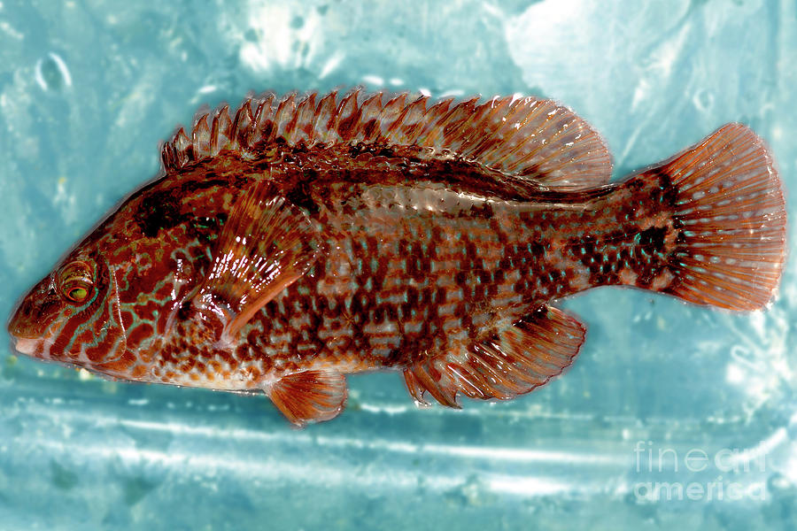 Corkwing Wrasse Photograph by Dr Keith Wheeler/science Photo Library