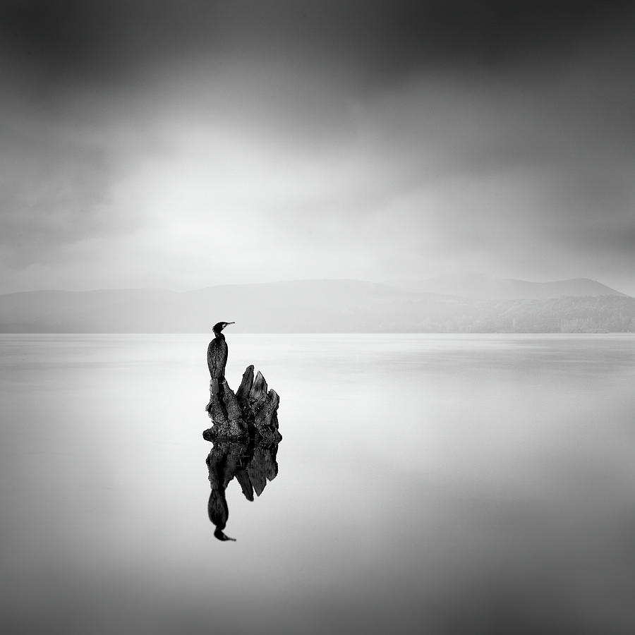 Nature Photograph - Cormorant 02 by George Digalakis