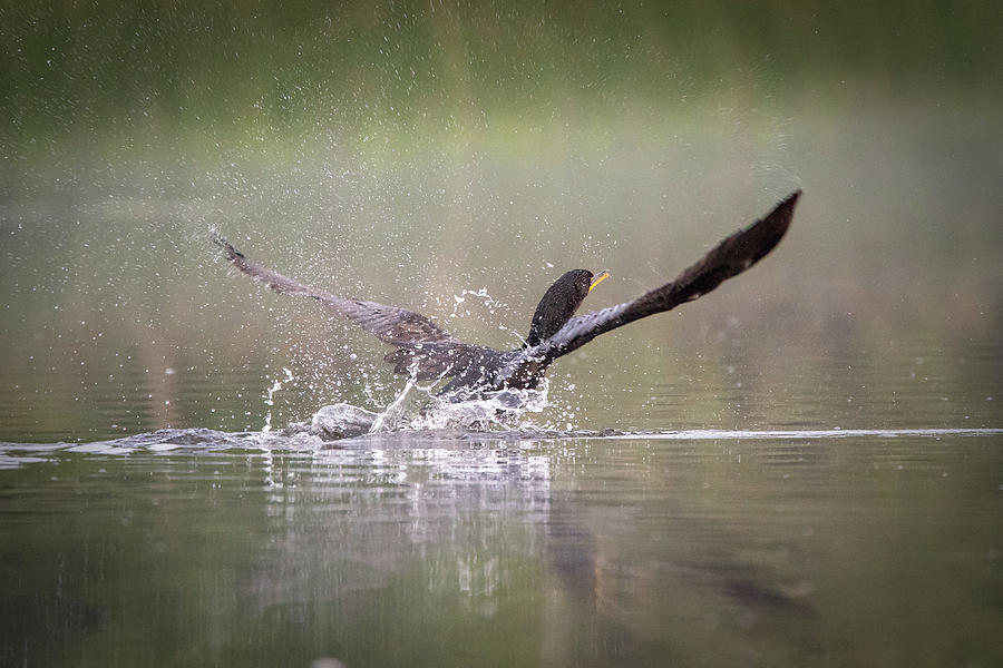 Cormorant #2 Photograph by David Heilman
