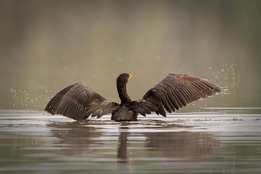 Cormorant #4 Photograph by David Heilman