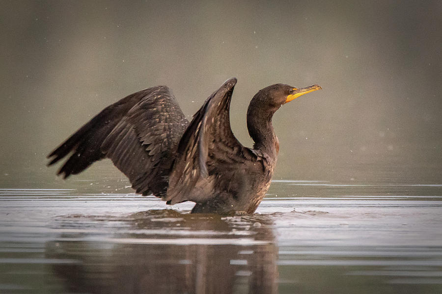 Cormorant #5 Photograph by David Heilman