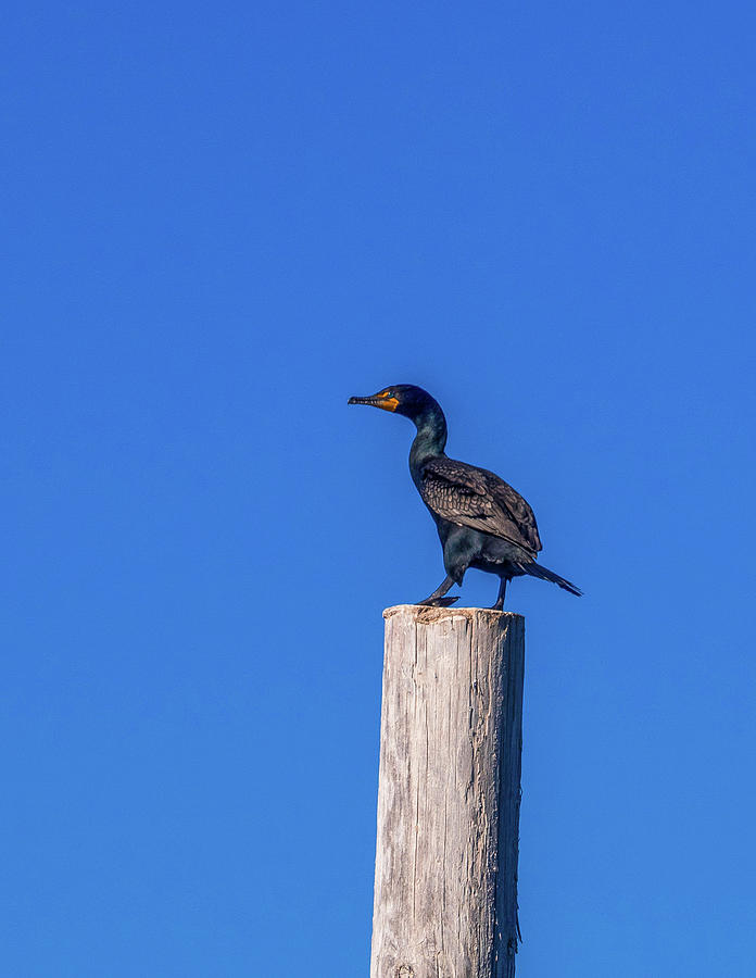 Cormorant against Blue Sky Photograph by James C Richardson