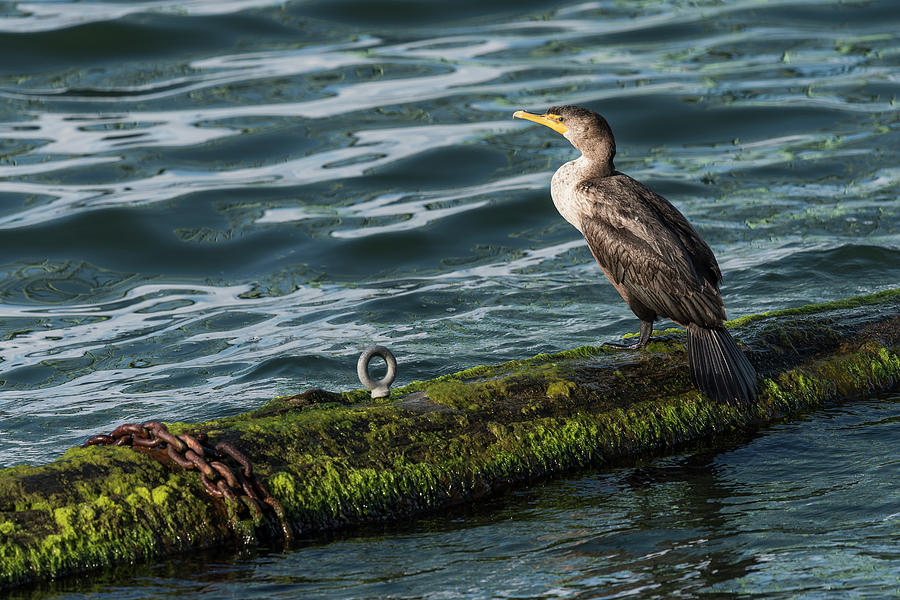 Cormorant and Chain by Robert Potts Cormorant and Chain by Robert Potts