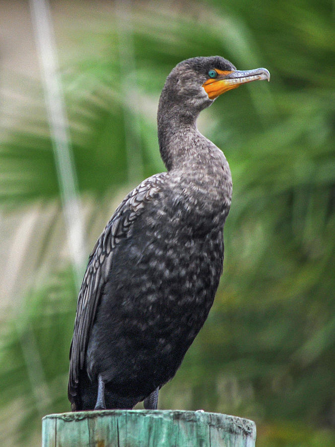 Cormorant Photograph by Andrew Wilson