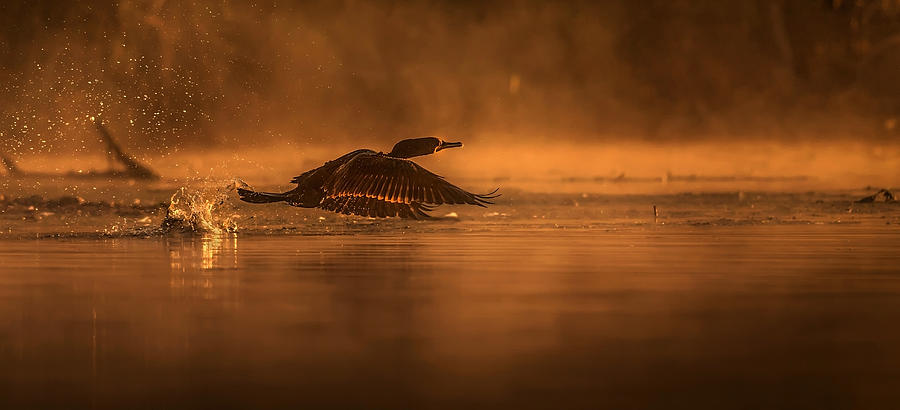Bird Photograph - Cormorant At Sunrise by Susan Breau