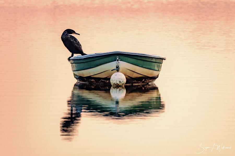 Cormorant Photograph by Bryan Williams