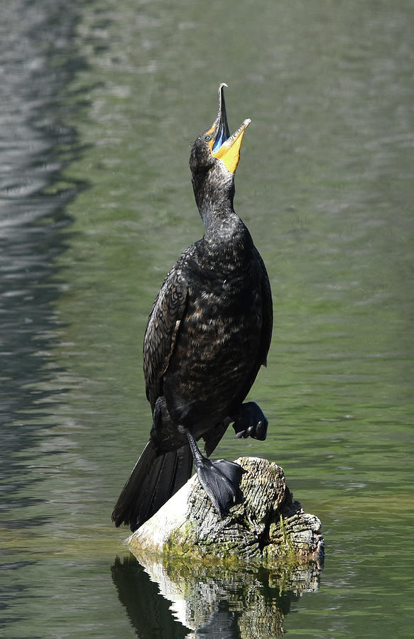 Cormorant Display Photograph by Ben Foster