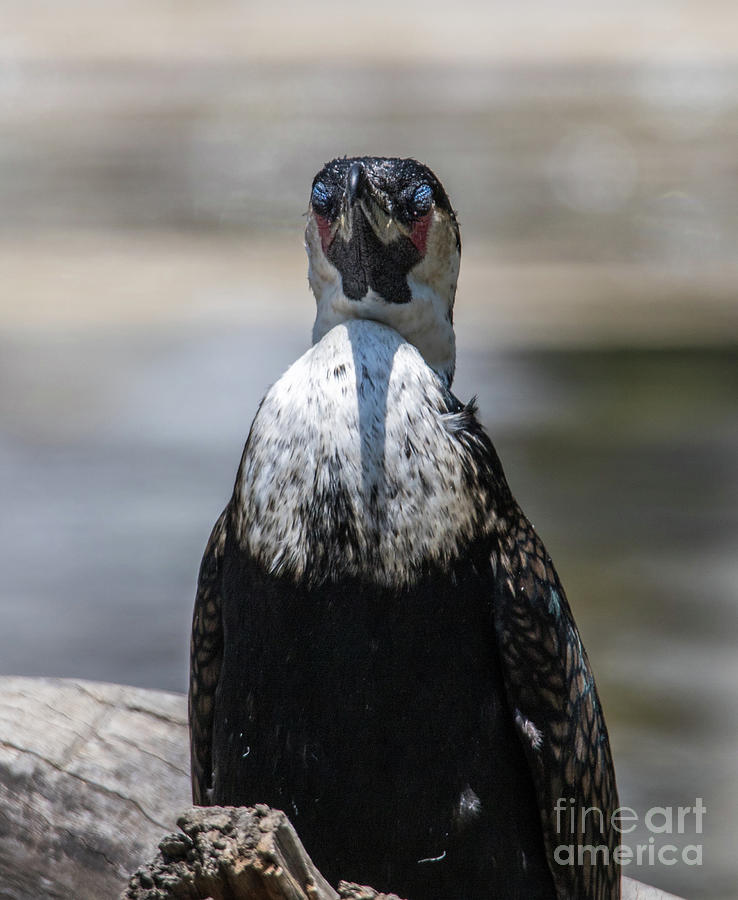 Bird Photograph - Cormorant F0550 by Stephen Parker