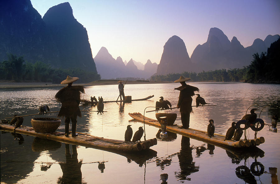 Cormorant, Fisherman, China Photograph by Peter Adams