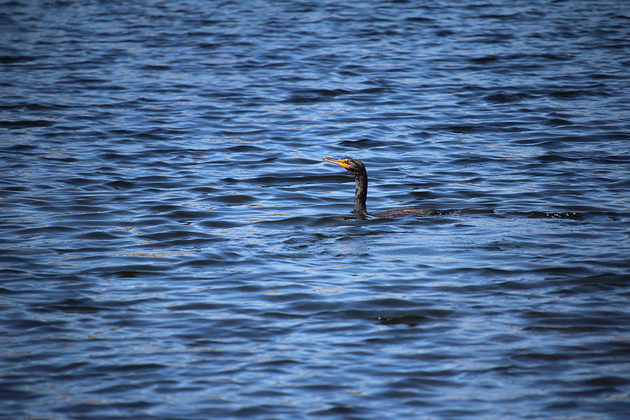 Cormorant Floats In The Blue Water Photograph by Cynthia Guinn