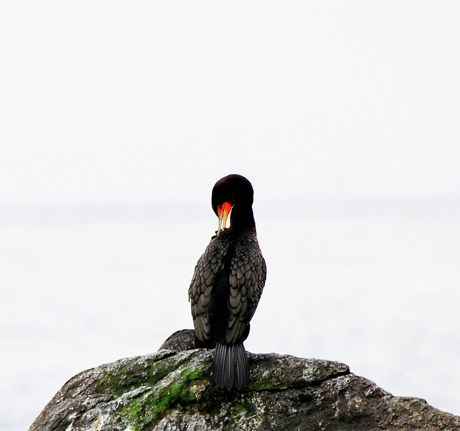 Cormorant Grooming Photograph by Marie Jamieson