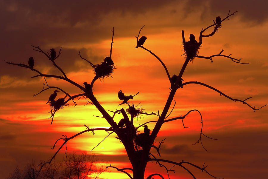 Cormorant Nest Building Time Photograph by Gary Kochel