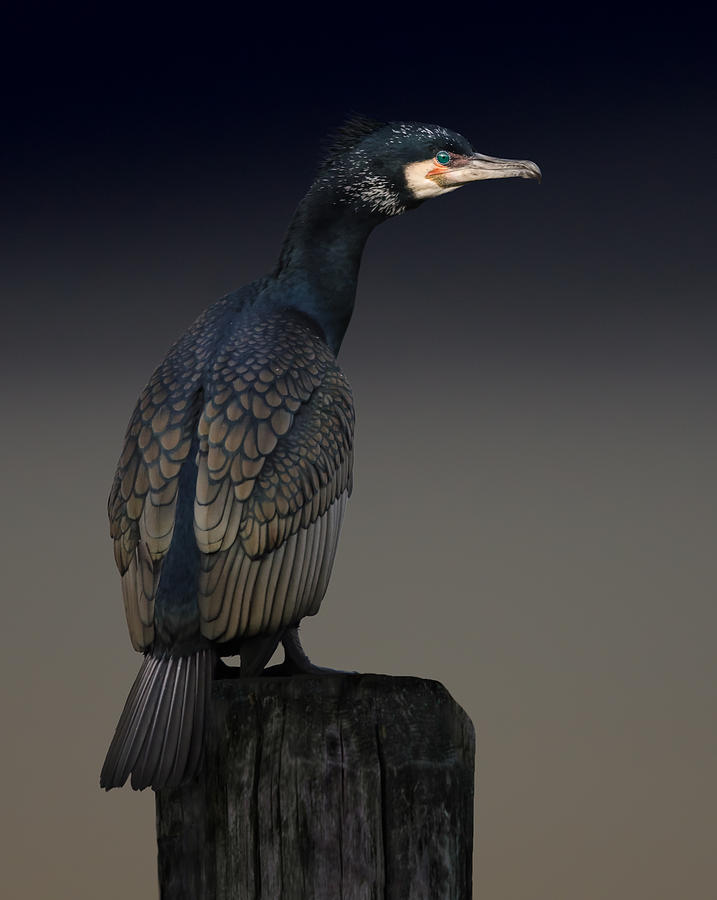 Cormorant Photograph - Cormorant Palette by Martin Eilertsen