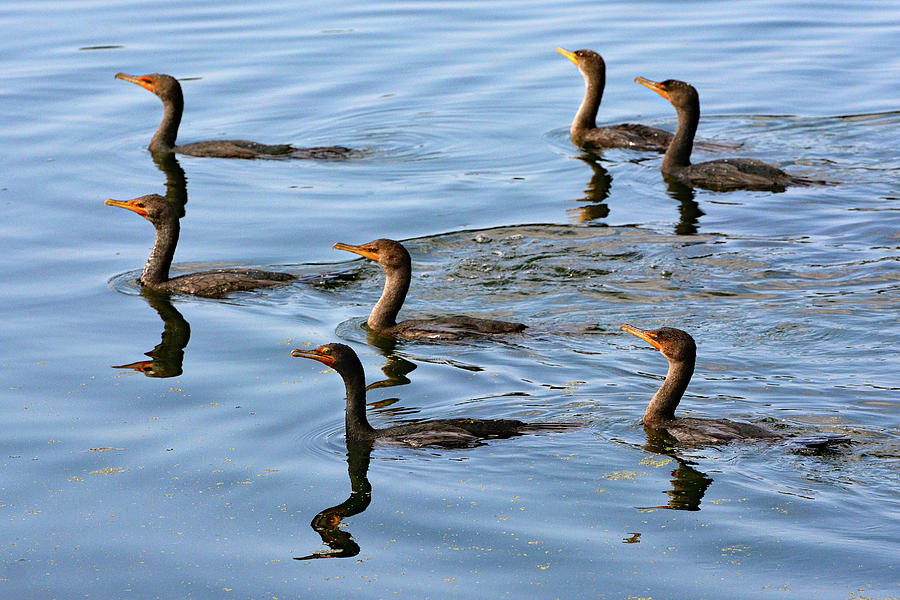 Cormorant Parade Photograph by Jerry Griffin