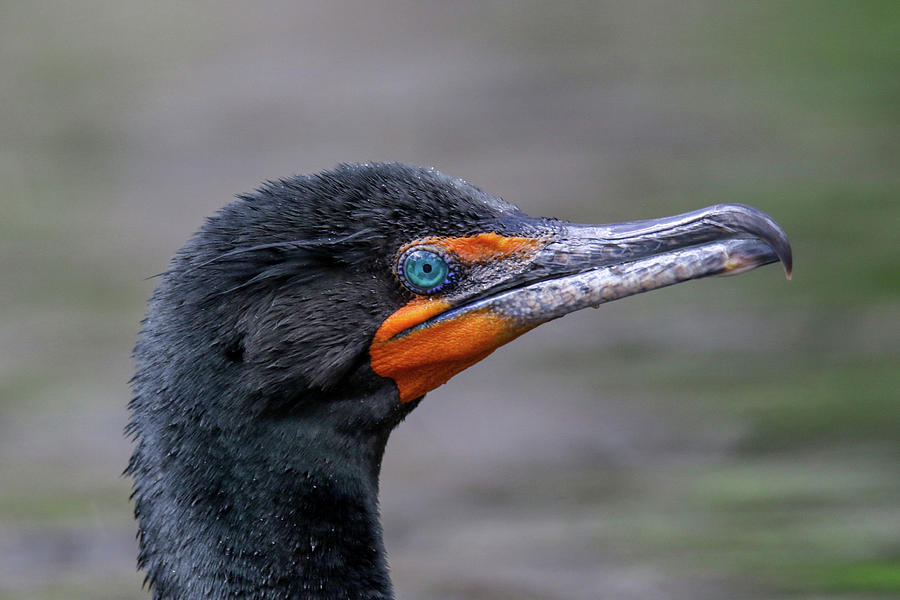 Cormorant Portrait Photograph by Brook Burling