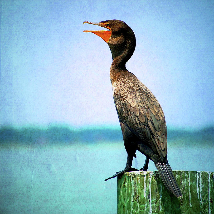 Cormorant Rests On Post Overlooking Lake Photograph by William Goldsmith
