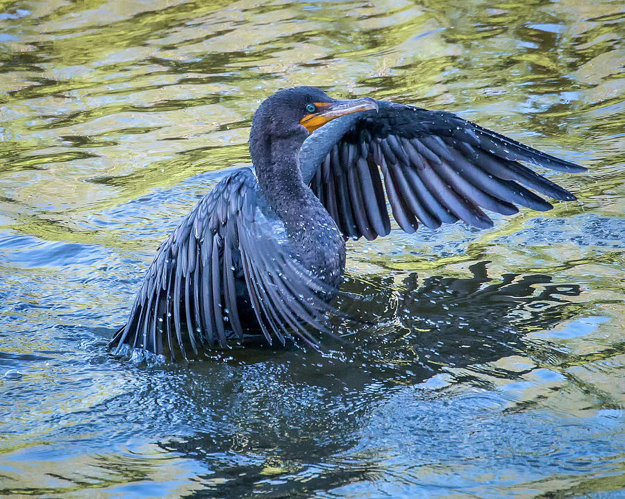 Cormorant swimming Photograph by Joe Myeress