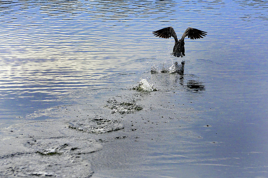 Cormorant Takeoff #1 Photograph by Jerry Griffin