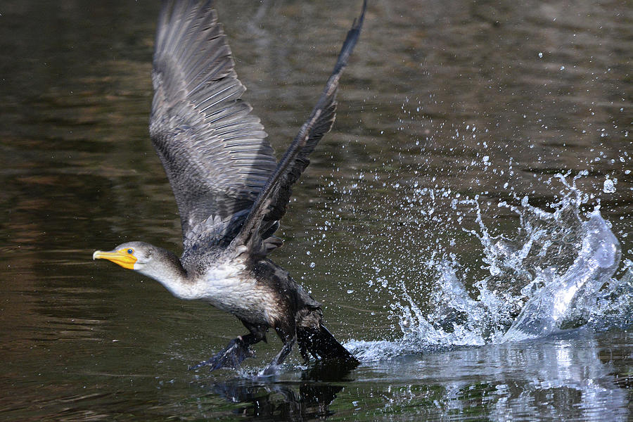Cormorant Takeoff Photograph by Jerry Griffin