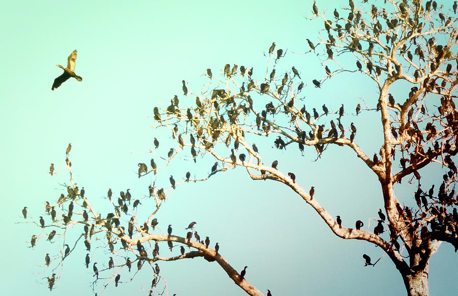 Cormorant Tree Photograph by Jessica Levant
