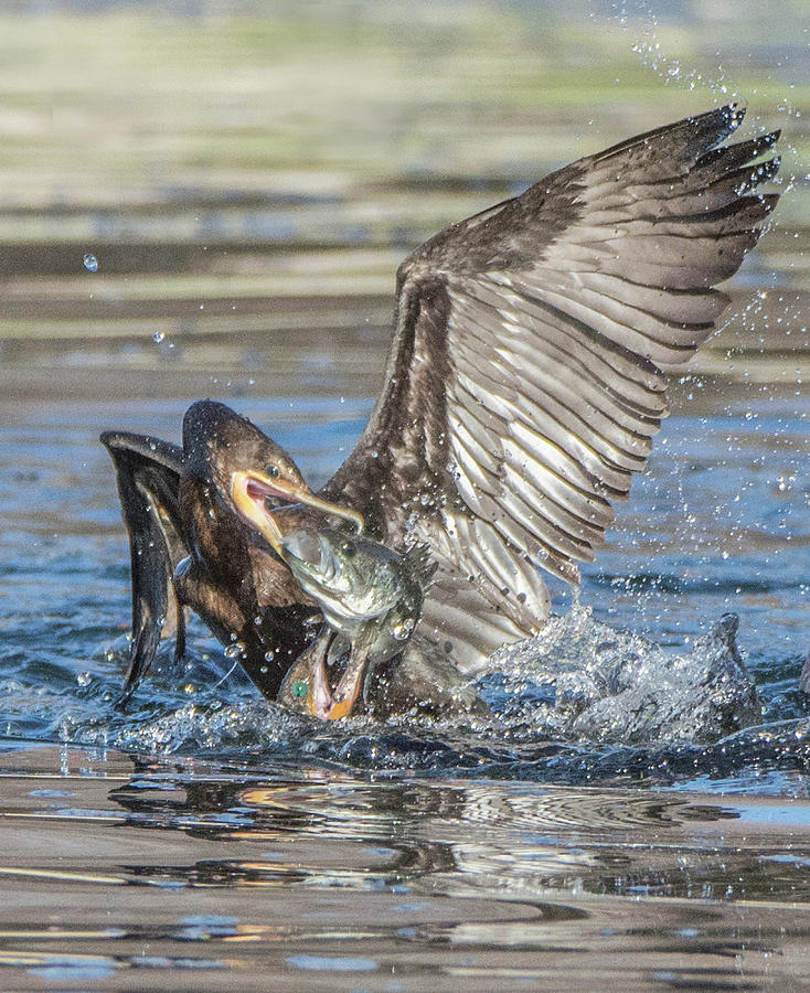 Cormorant with Fish 5261-022619-2 Photograph by Tam Ryan