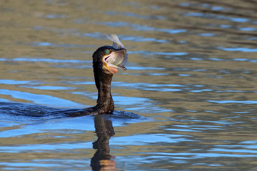 Cormorant with Fish 9223-123018-1 Photograph by Tam Ryan