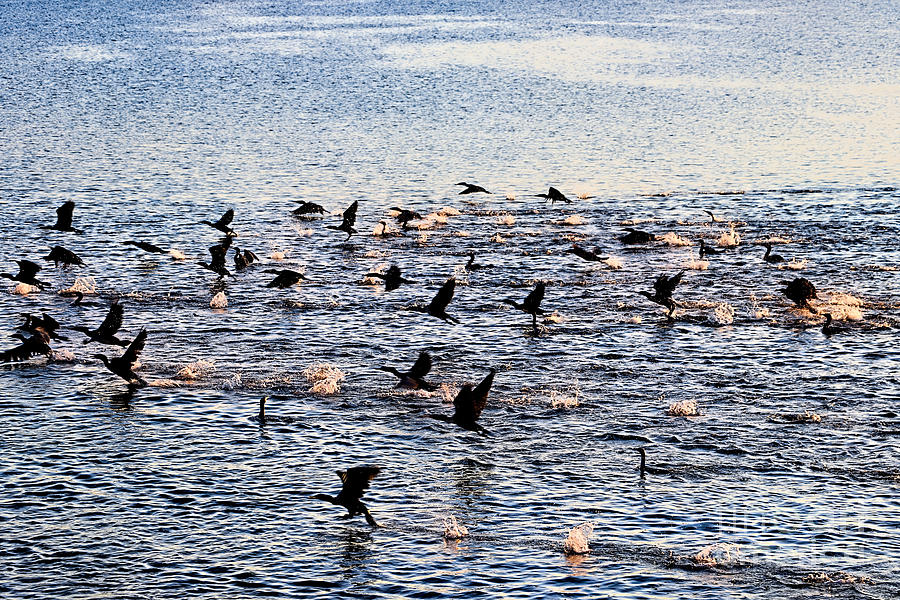 Cormorants action Photograph by Janice Drew