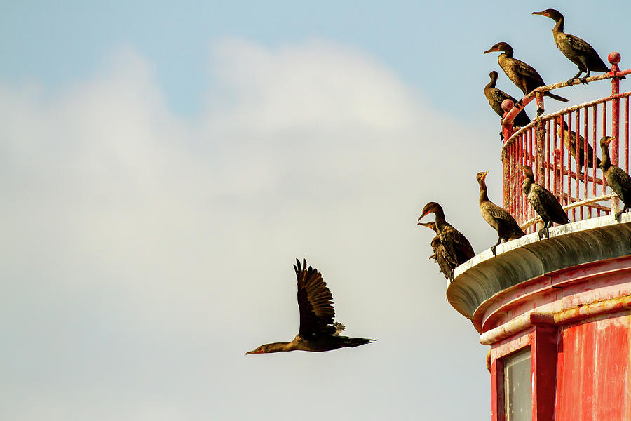 Cormorants flying off lighthouse Photograph by Karen Foley