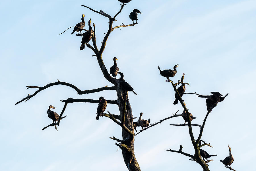 Cormorants in a Snag by Robert Potts Cormorants in a Snag by Robert Potts