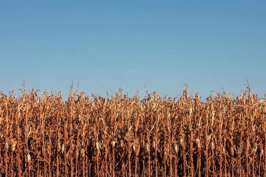 Corn and Sky Photograph by Todd Klassy