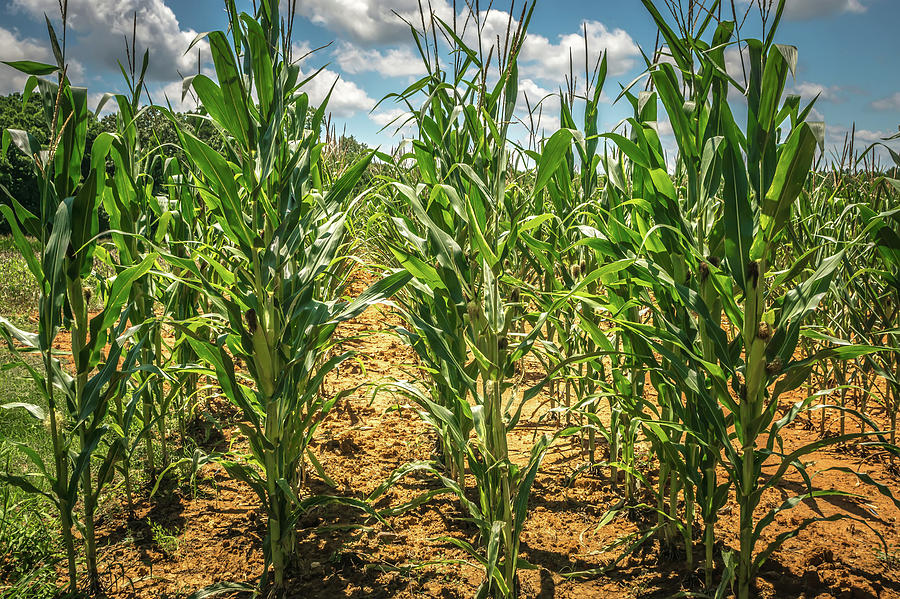 Corn Farm Field On A Sunny Day Photograph by Alex Grichenko