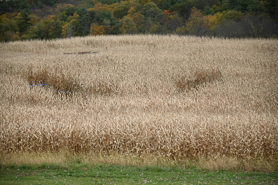Corn Field Photograph by Alan Goldberg