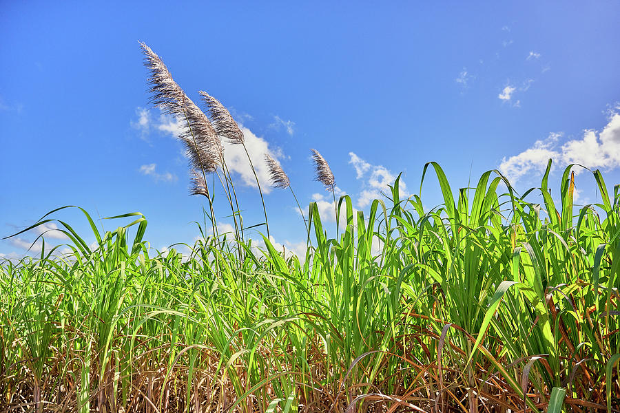 Corn Field At La Romana, Dominican Republic, Caribbean, Central America Photograph by Stephan Bcker