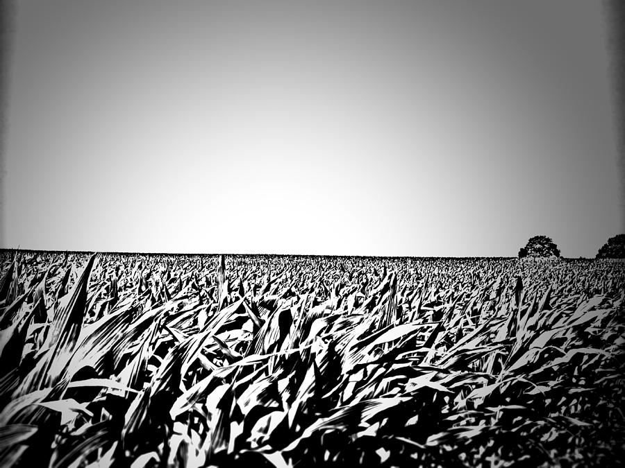 Corn Field BW Photograph by Mary Pille
