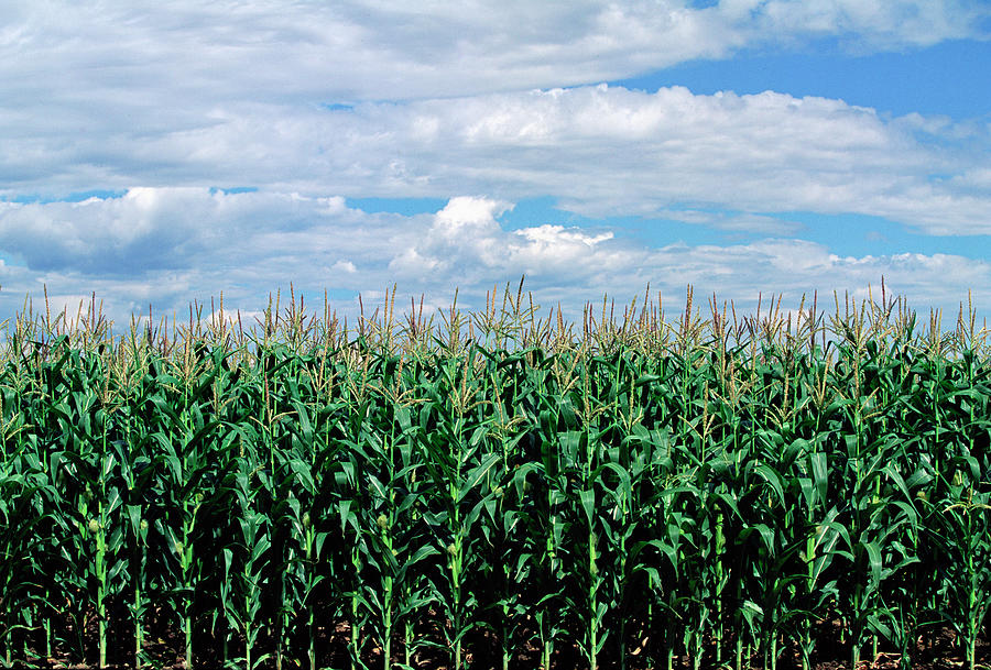 Corn Field, Colorado Photograph by James Gritz