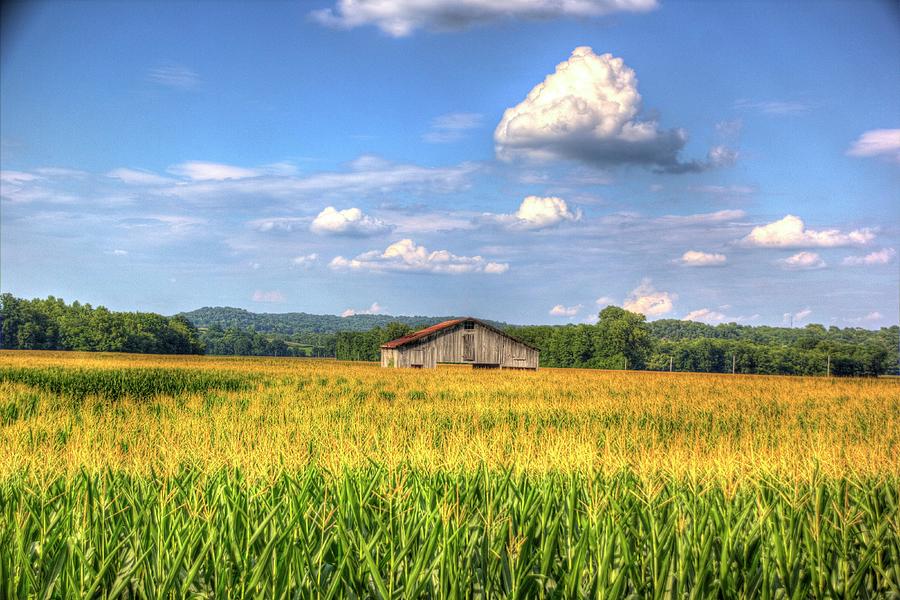 Corn Field Photograph by Denny Ragan | Fine Art America