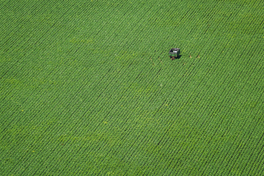 Landscape Photograph - Corn Field by H?br Szabolcs
