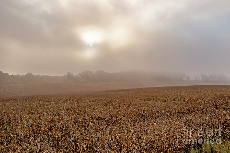 Corn Field In Early Morning Fog Photograph by Jim West/science Photo Library
