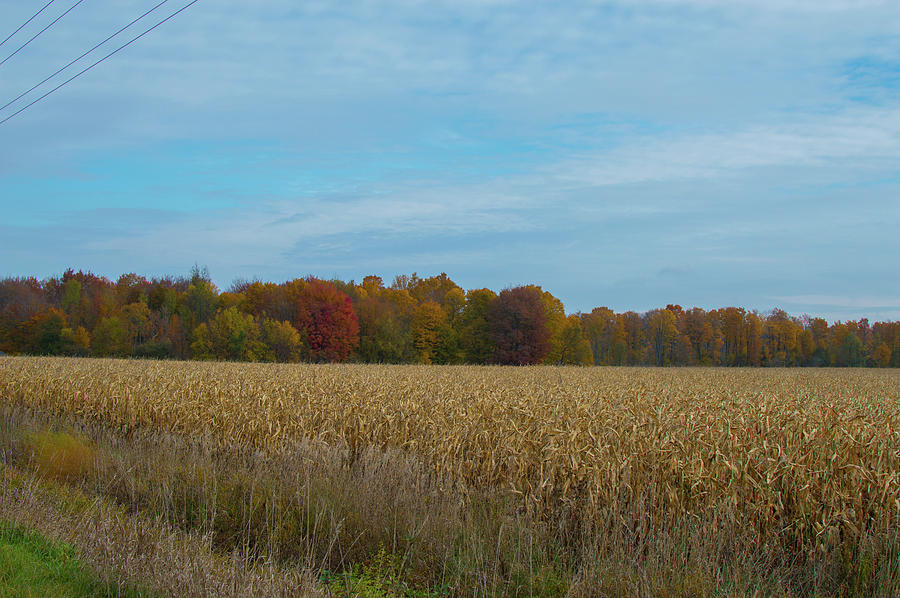 Corn Field Michigan In Autumn Photograph by Ken Figurski
