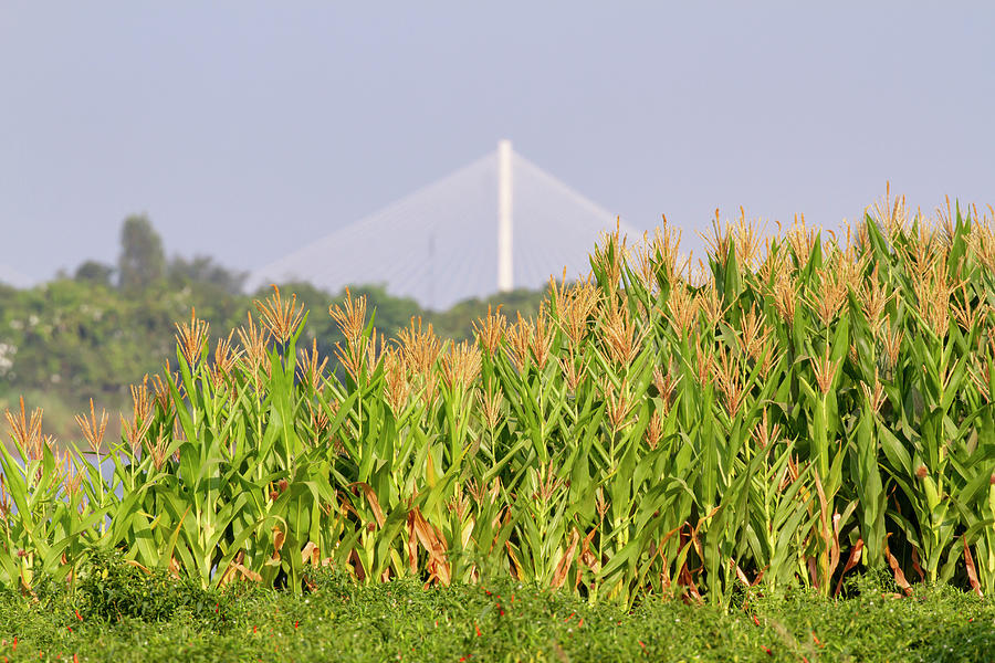 Corn Field On Mekong River In Vietnam Photograph