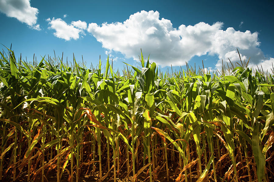 Corn Field Under The Summer Sun Photograph by Pgiam