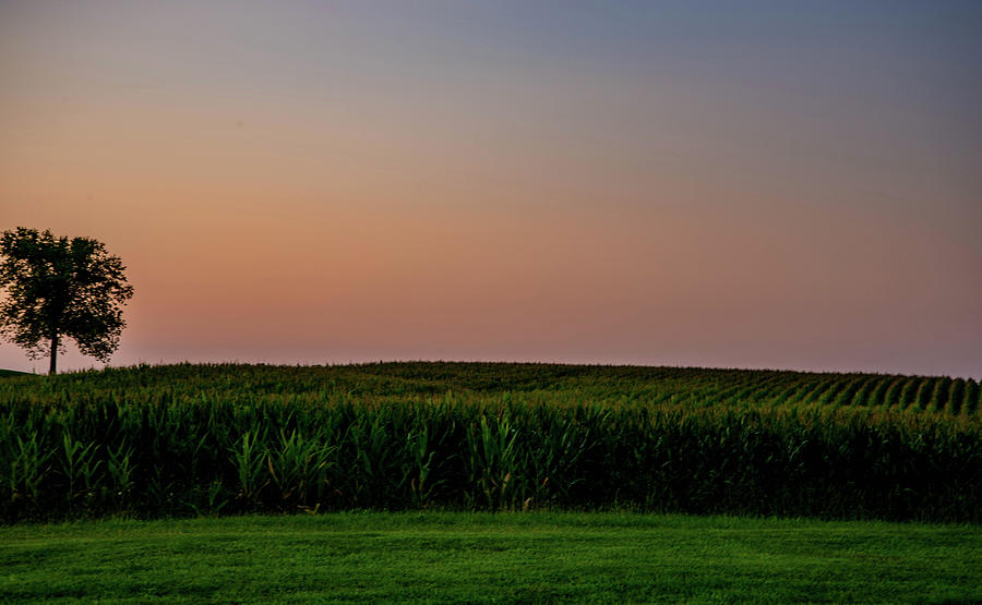 Corn Field Photograph by Wendy Carrington