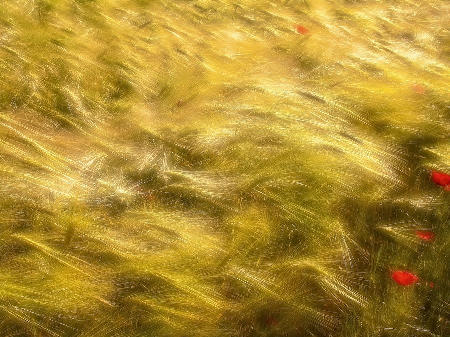 Poppy Photograph - Corn Fields In The Wind by Anna Cseresnjes