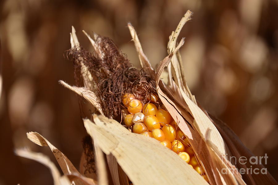 Fall Photograph - Corn in Dry Husk by Brenda Landdeck