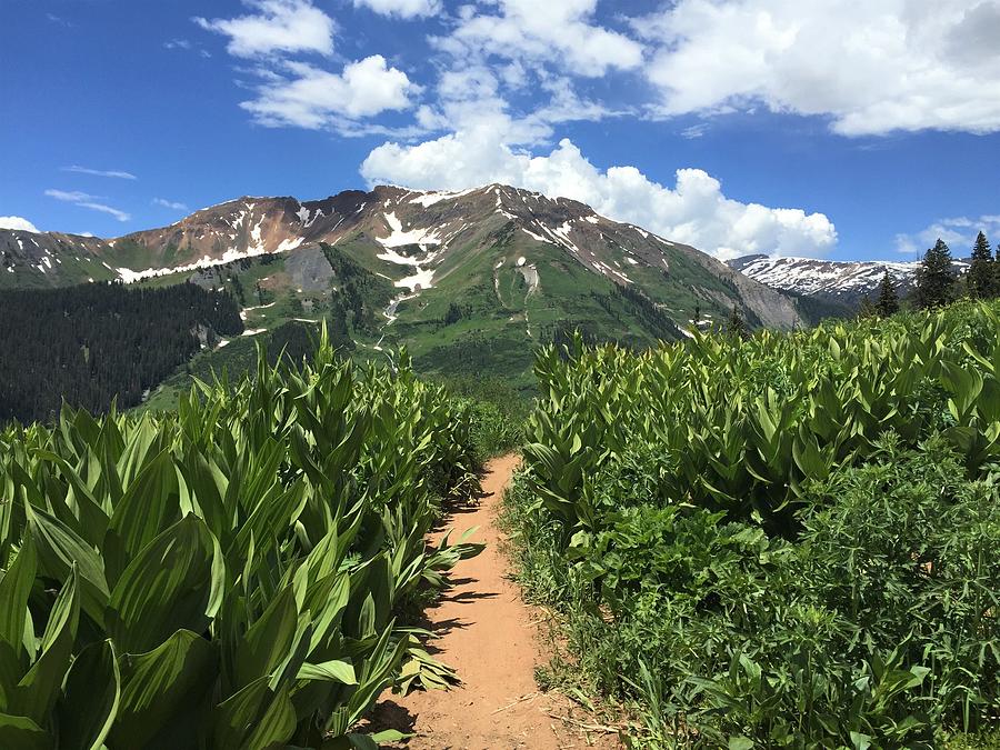 Mountains Photograph - Corn Lily Crush by Lori J Welch Mountains Photograph - Corn Lily Crush by Lori J Welch