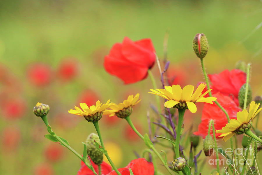 Corn Marigolds And Poppies Photograph