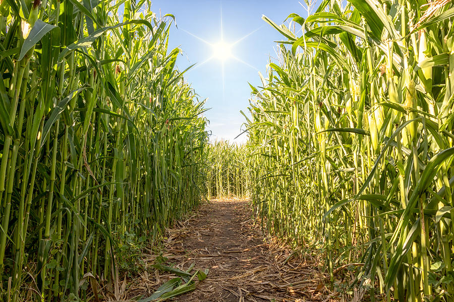 Corn Maze Photograph by Alison Frank