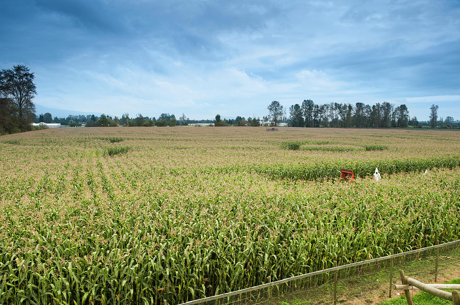 Corn Maze Photograph by Rontech2000
