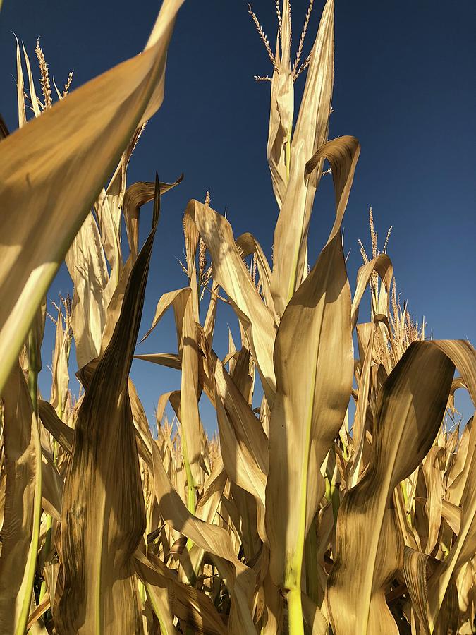 Corn Maze Talls Photograph by Gabrielle Yap - Fine Art America