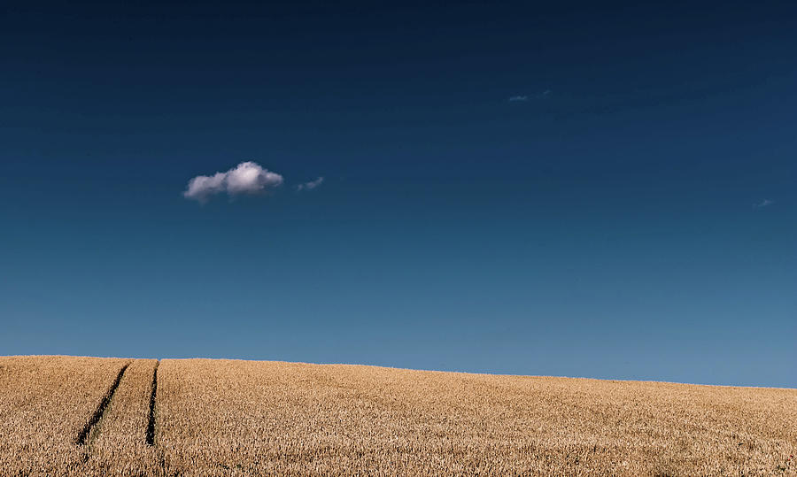 Corn-minimal Photograph by Máté Makarész
